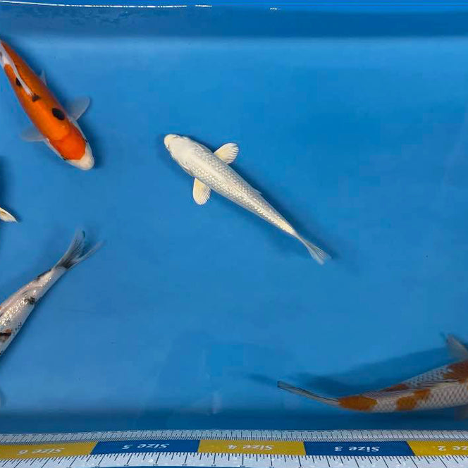 Elite Koi Live Streamed Japanese Koi Auctions - How They Work