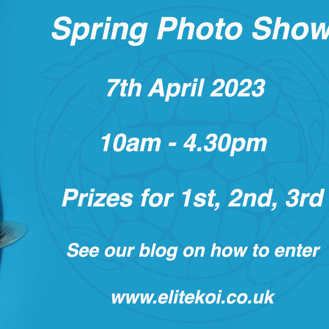 Take Part In Our Spring Koi Show 2023