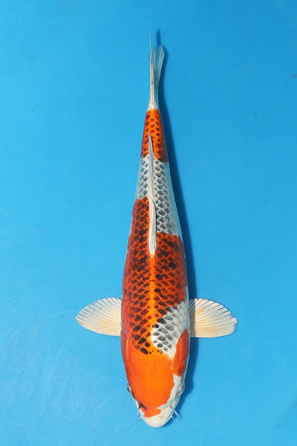 EK3808-Kujaku-39cm-Nisai-IkarshiOzumi-KoiforSale-EliteKoi.