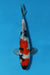 EK5177-Showa-24cm-Nisai-Kase-KoiforSale-EliteKoi