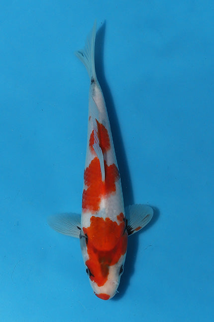 EK5178-Showa-21cm-Nisai-Kase-KoiforSale-EliteKoi