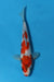 EK5178-Showa-21cm-Nisai-Kase-KoiforSale-EliteKoi