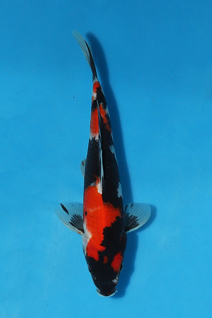 EK5179-Showa-26cm-Nisai-Kase-KoiforSale-EliteKoi_jpg