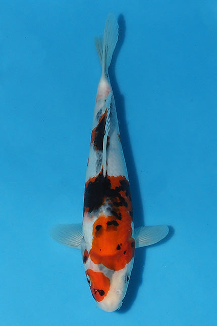 EK5180-Showa-27cm-Nisai-Kase-KoiforSale-EliteKoi