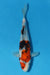 EK5180-Showa-27cm-Nisai-Kase-KoiforSale-EliteKoi