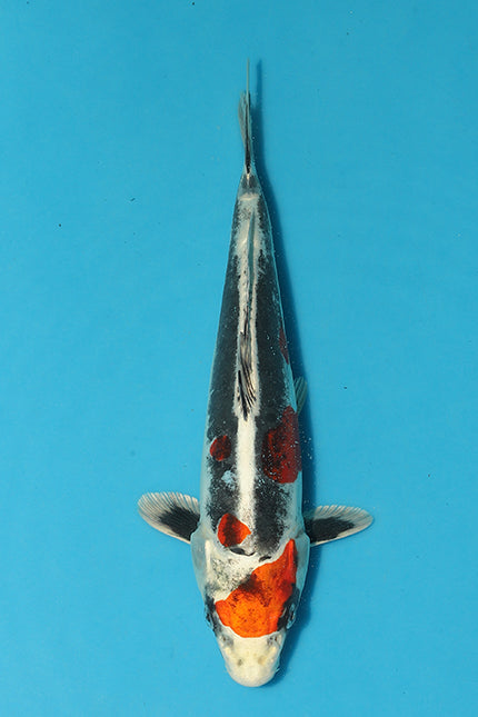 EK5321-BeniKikokuryu-26cm-Tosai-Odakan-KoiforSale-EliteKoi