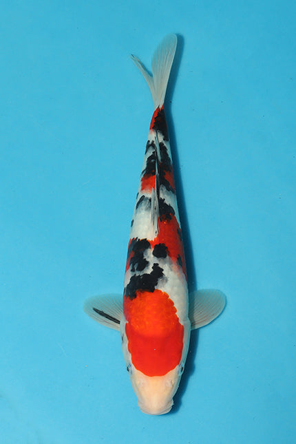 EK5328-Sanke-30cm-Tosai-Odakan-KoiforSale-EliteKoi