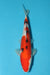 EK5329-Sanke-27cm-Tosai-Odakan-KoiforSale-EliteKoi