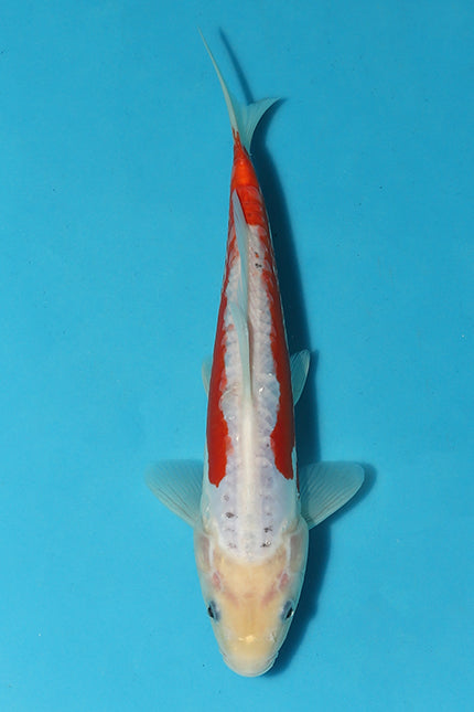 EK5332-Kousui-26cm-Tosai-Hosokai-KoiforSale-EliteKoi