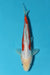 EK5332-Kousui-26cm-Tosai-Hosokai-KoiforSale-EliteKoi