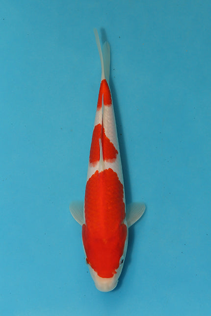 EK5365-Kohaku-25cm-Tosai-Odakan