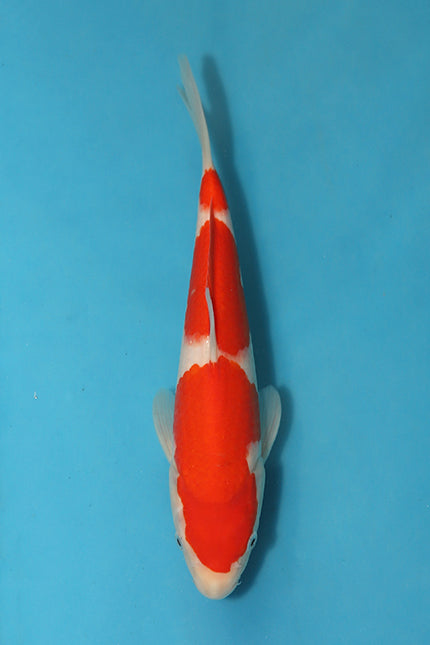 EK5368-Kohaku-25cm-Tosai-Odakan