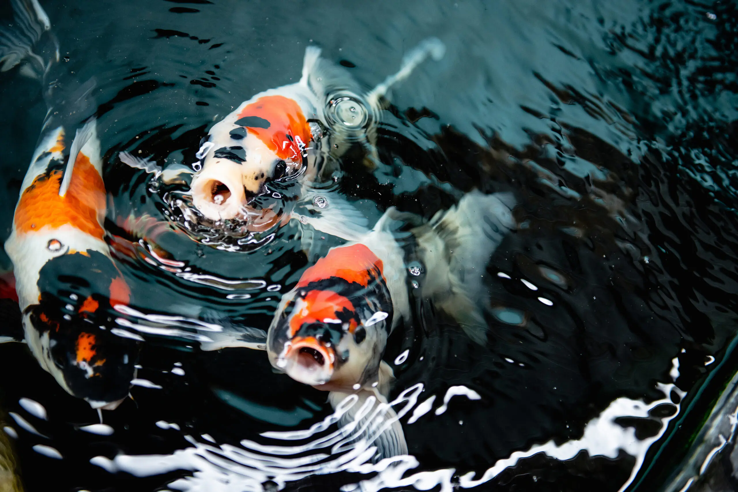 koi fish hungry for food | elite koi