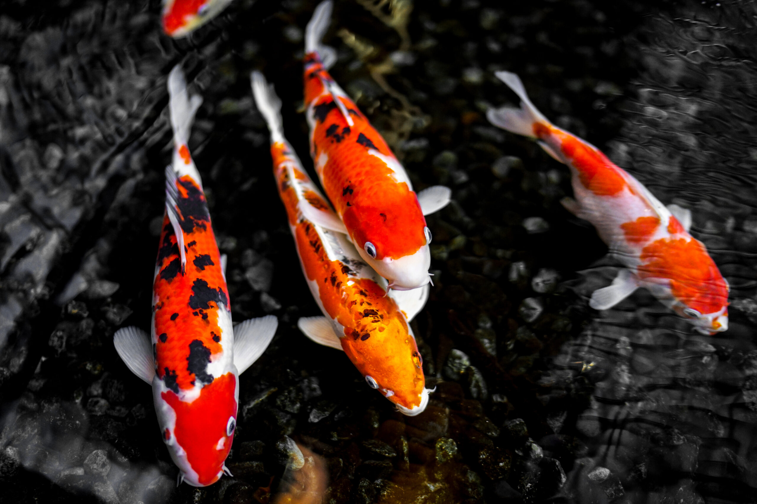 Koi fish in a pond