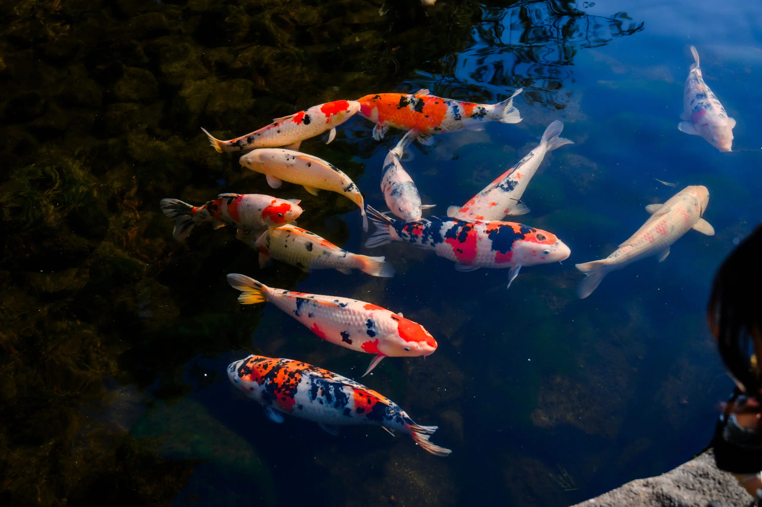 koi in a pond