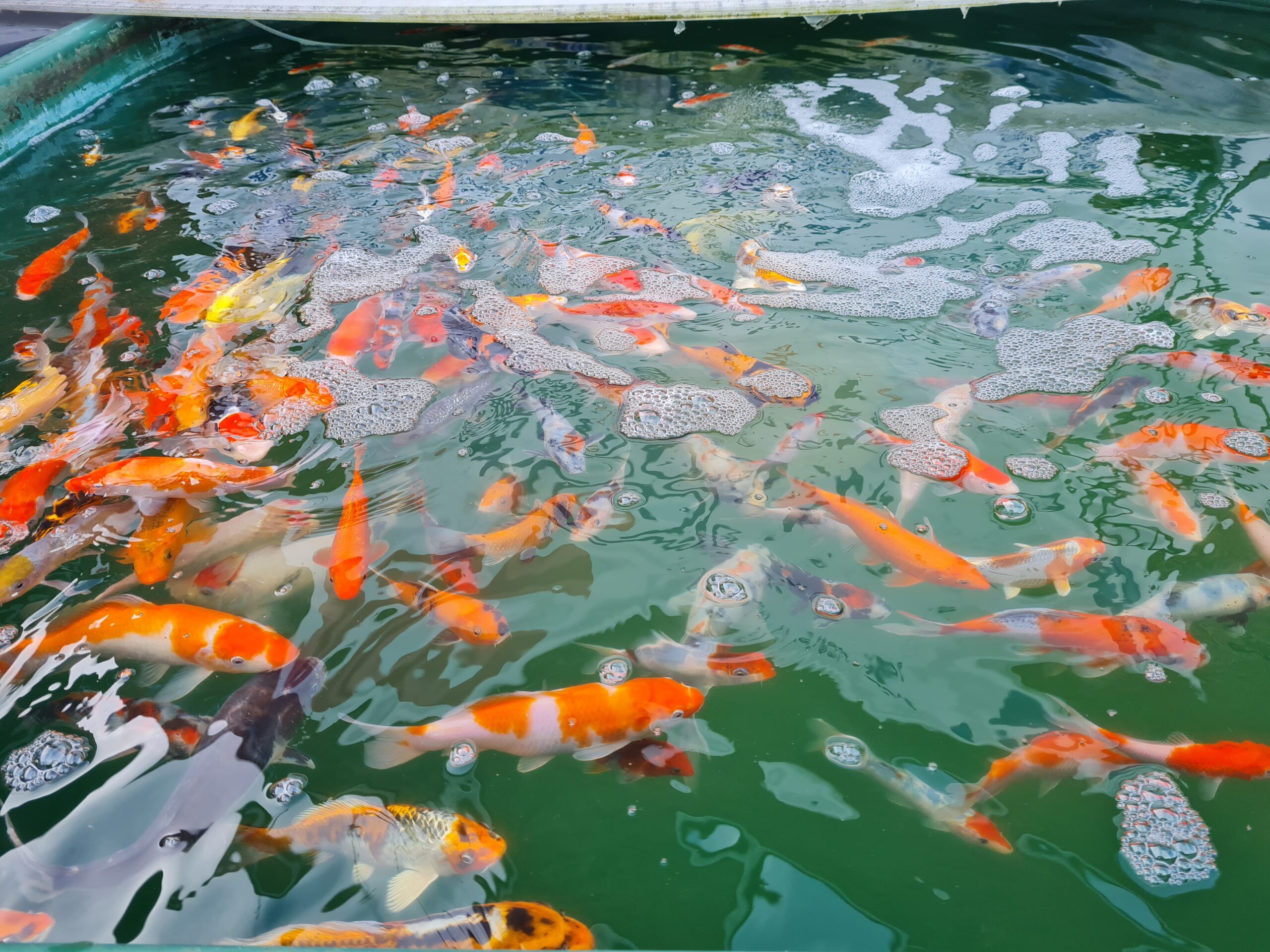 koi in our shop | elite koi