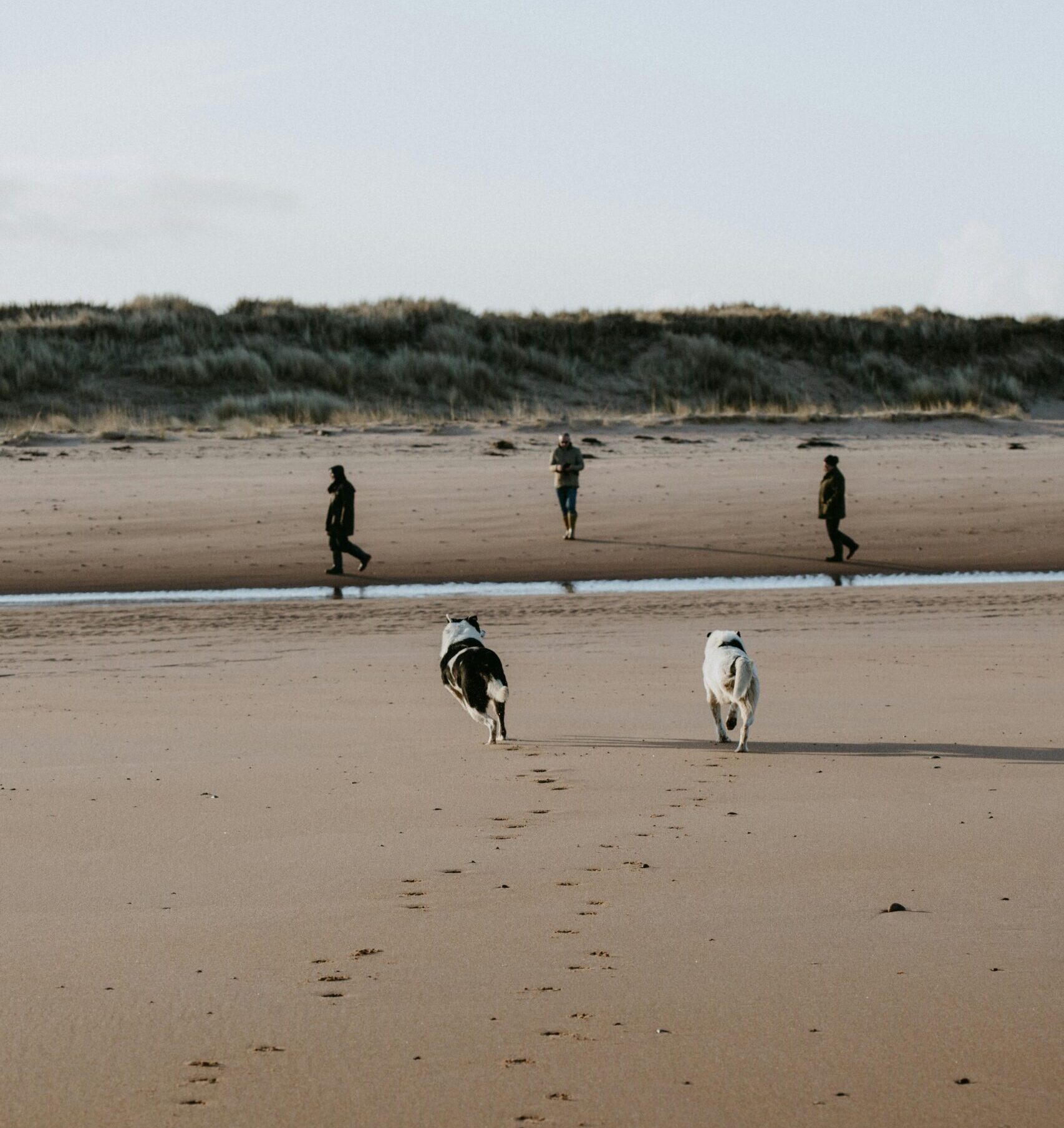 dogs walking on the beach