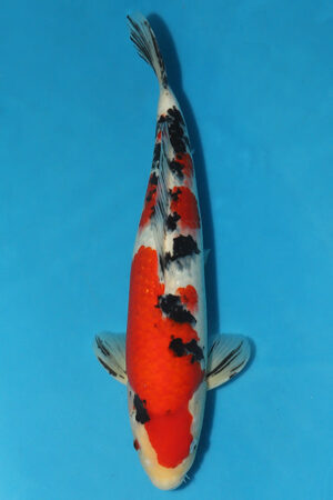 EK3143-Sanke-45cm-Yonsai-Taniguchi-KoiforSale-EliteKoi