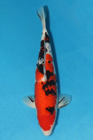 EK3144-Sanke-44cm-Yonsai-Taniguchi-KoiforSale-EliteKoi