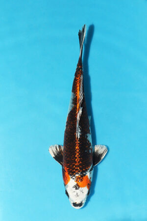 The name "Ginga" translates to "galaxy," indicating the mesmerizing patterns and markings on the fish's body