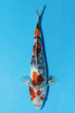 Kase Showa have been very popular at Elite Koi especially through the live auctions. They have a very distinct thick Sumi (black), superb Red (Beni) skin and crisp Shiroji (White). These Koi really are worth investing some time in to release their full potential & Quality