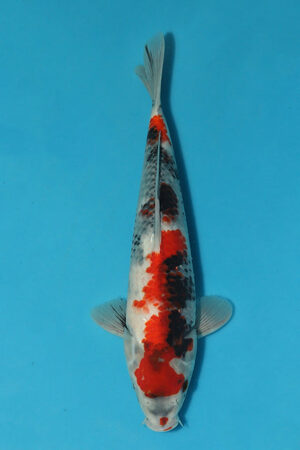 EK5325-Showa-33cm-JumboTosai-Hosokai-KoiforSale-EliteKoi