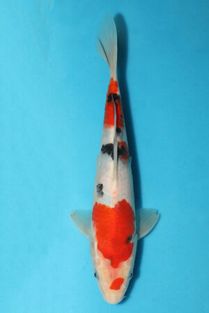 EK5337-Sanke-24cm-Tosai-Odakan-KoiforSale-EliteKoi