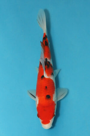 25cm Japanese Sanke Koi bred by Hosokai, showcasing vibrant red (Beni), bold black (Sumi), and crisp white (Shiroji) coloration. Caption: Stunning 25cm Sanke Koi from Hosokai – A perfect balance of vibrant Beni, developing Sumi, and clear Shiroji. Description: This 25cm Japanese Sanke Koi, bred by the renowned Hosokai Koi Farm, is a striking example of the Taisho Sanshoku variety. Featuring vibrant red (Beni), bold black (Sumi), and clean white (Shiroji), this Tosai (one-year-old Koi) promises excellent future development. A perfect addition for any Koi keeper, this Sanke is already showing great balance and quality, making it an exciting fish to watch as it matures.